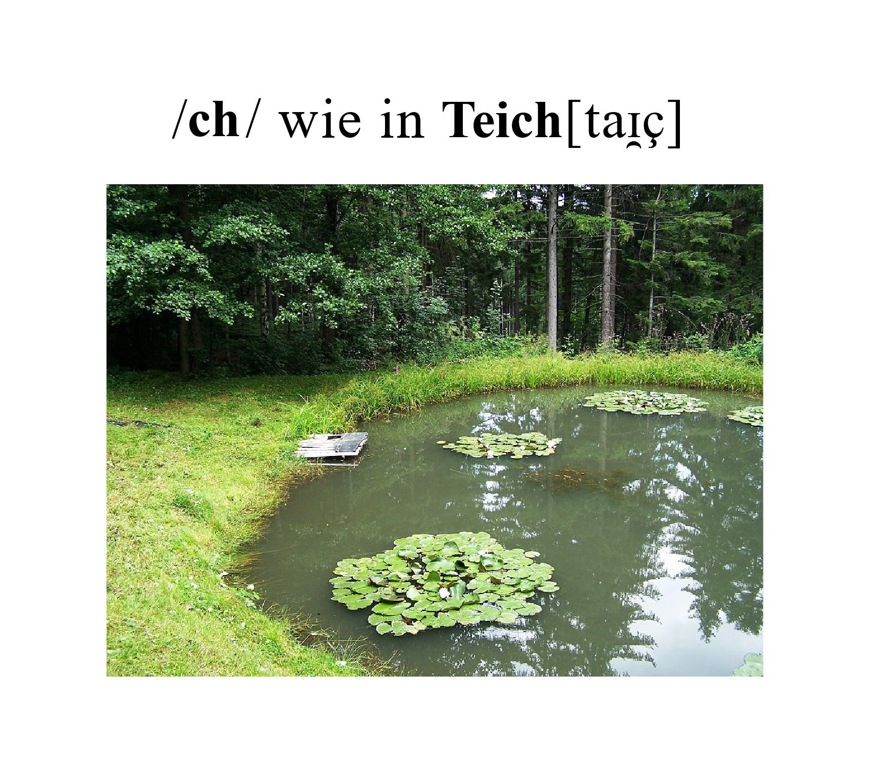 Teich