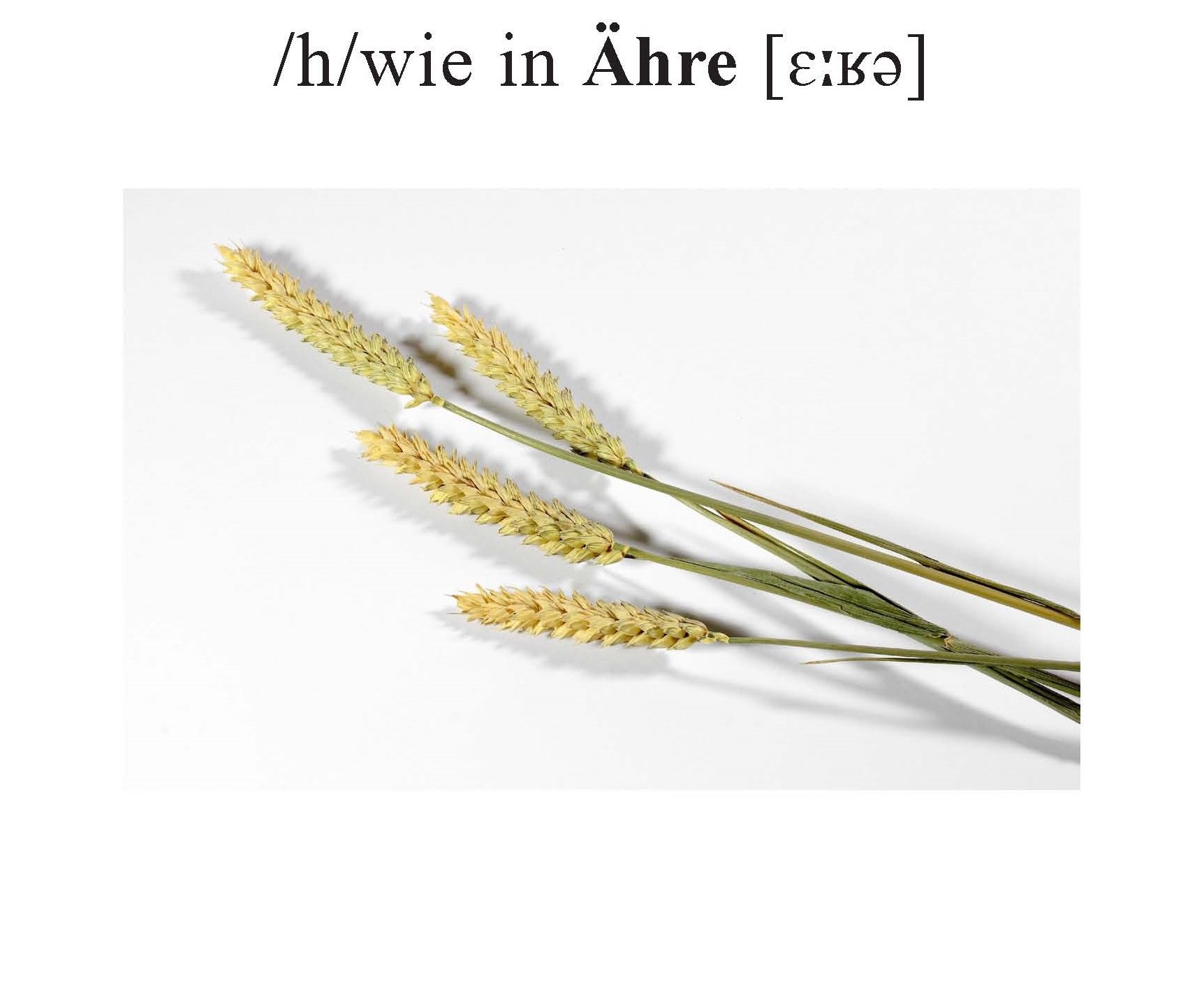 Ähre