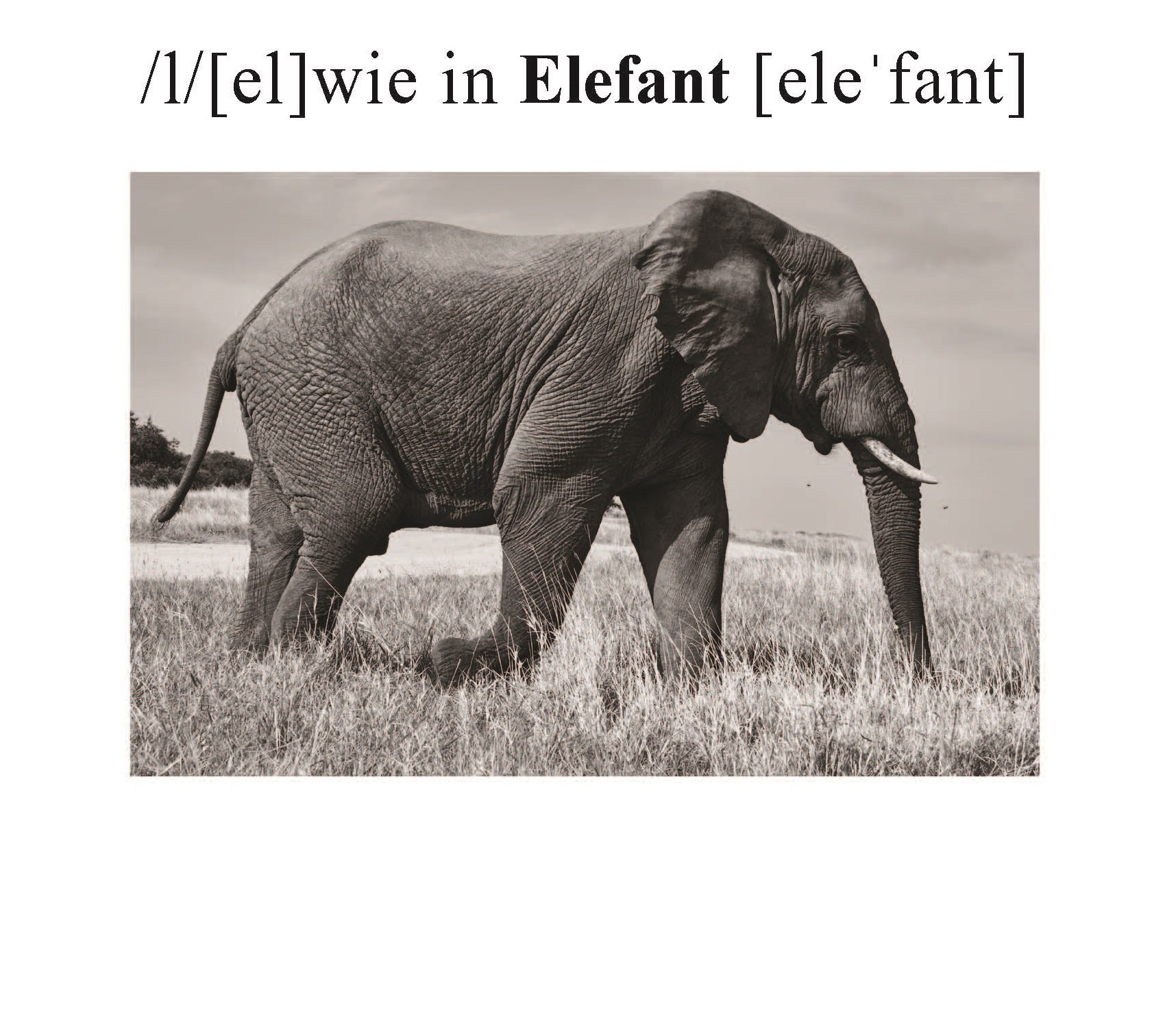 Elefant