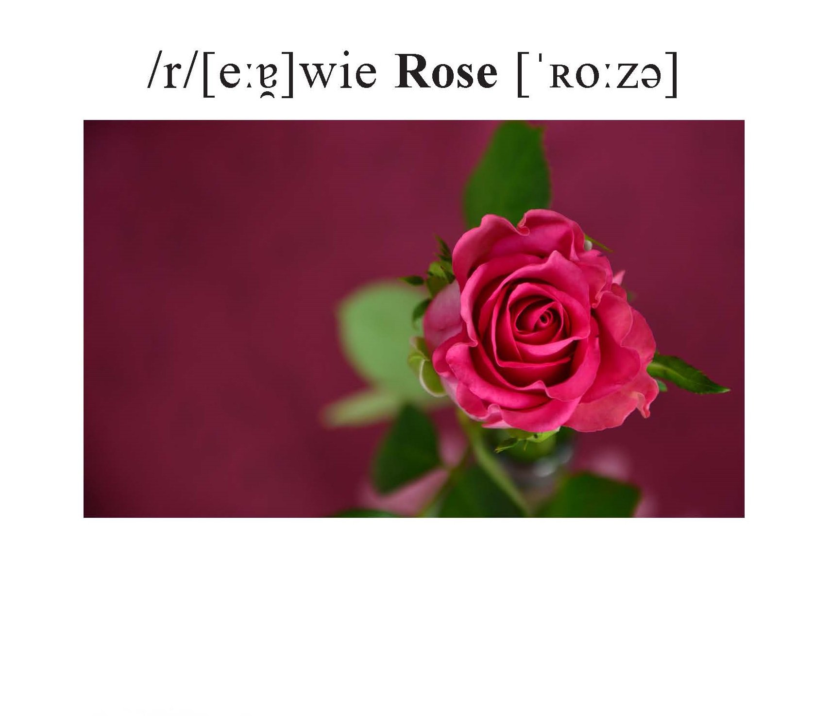 Rose