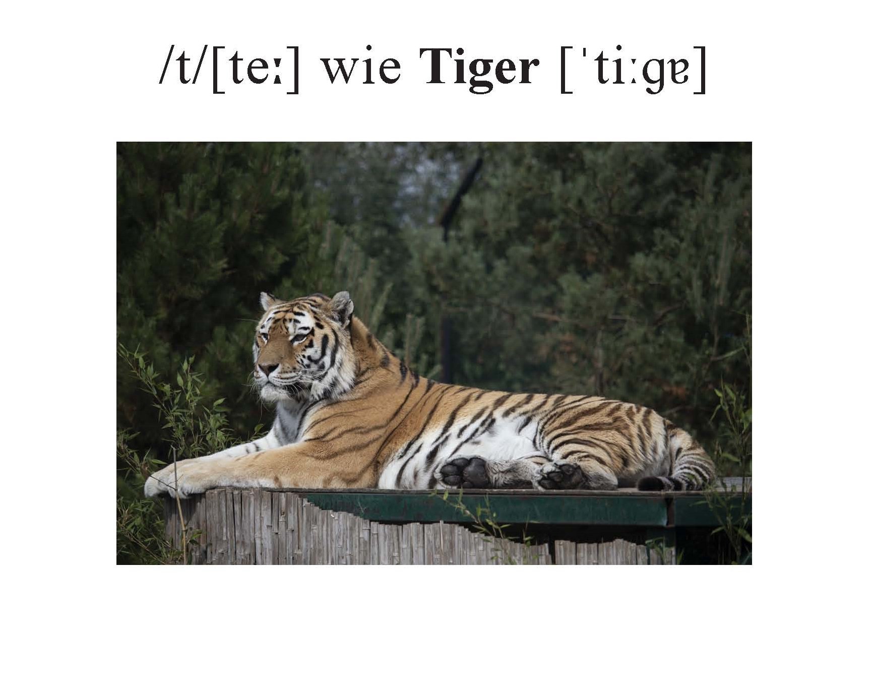 Tiger