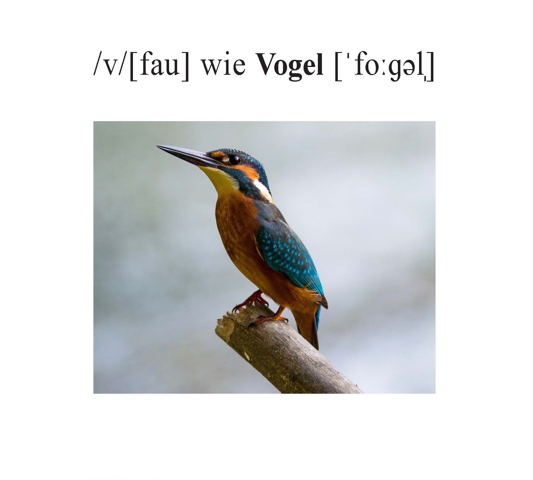 Vogel