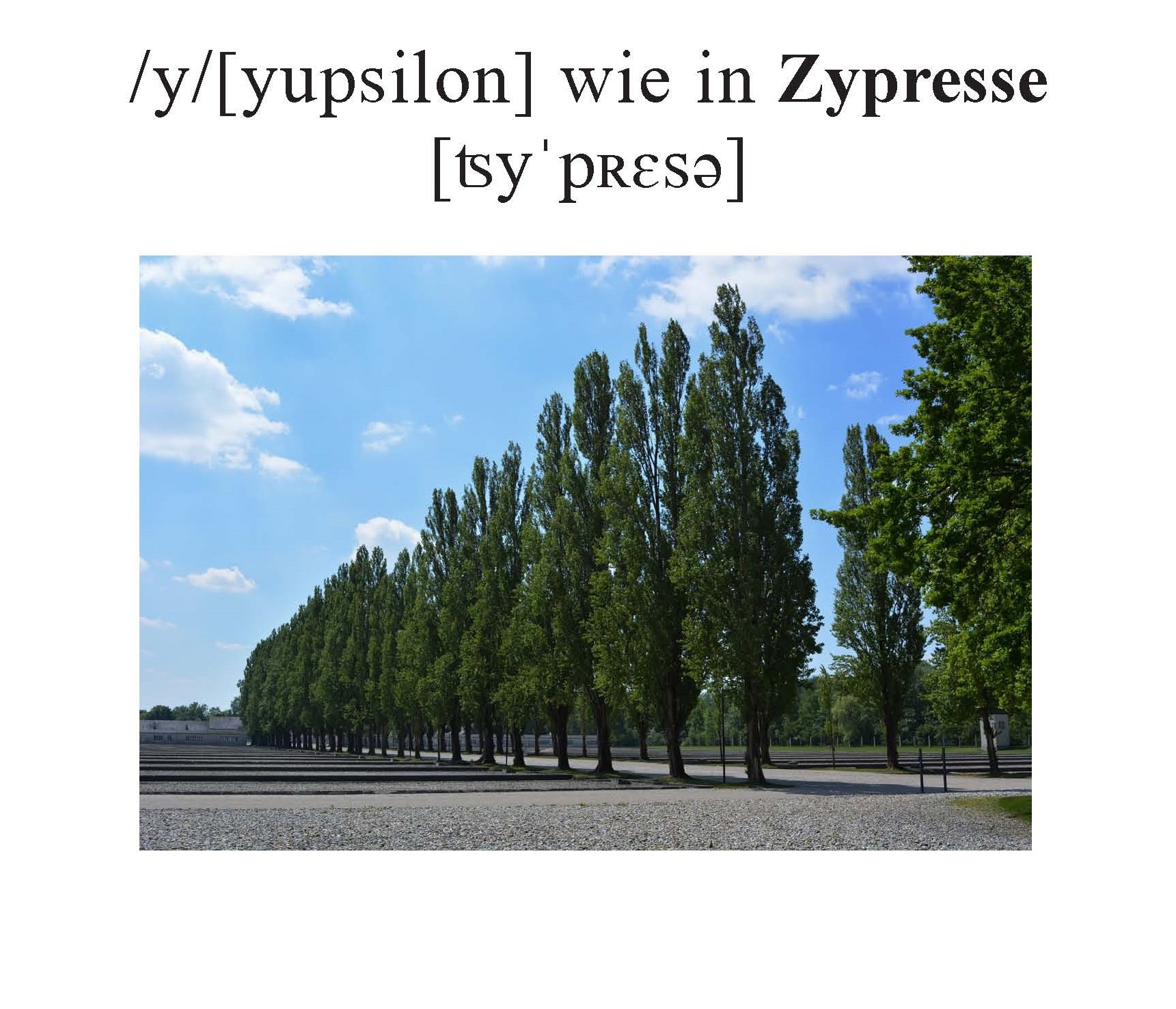 Zypresse